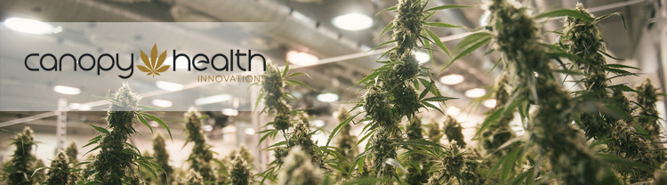 Corona au cannabis c&rsquo;est pour bientôt ?