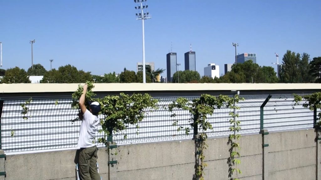 Le Houblon cultivé dans les arrondissement parisiens pour la bière Intramuros.