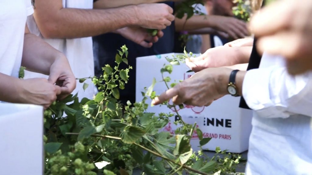 la cueillette participative du Houblon cultivé dans les arrondissement parisiens pour la bière Intramuros. 