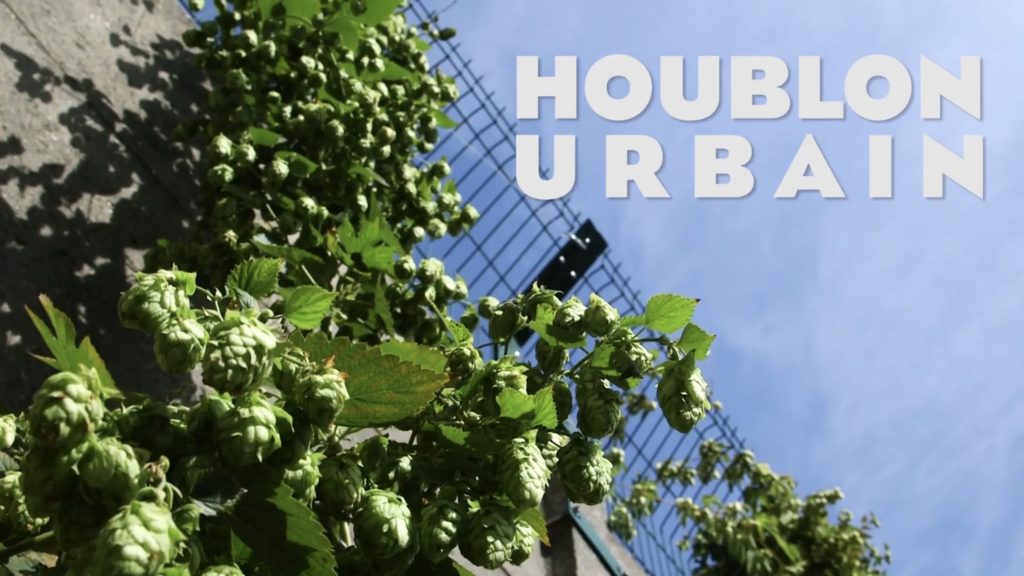 Brasserie la Parisienne, le Houblon cultivé dans les arrondissement parisiens pour la bière Intramuros.
