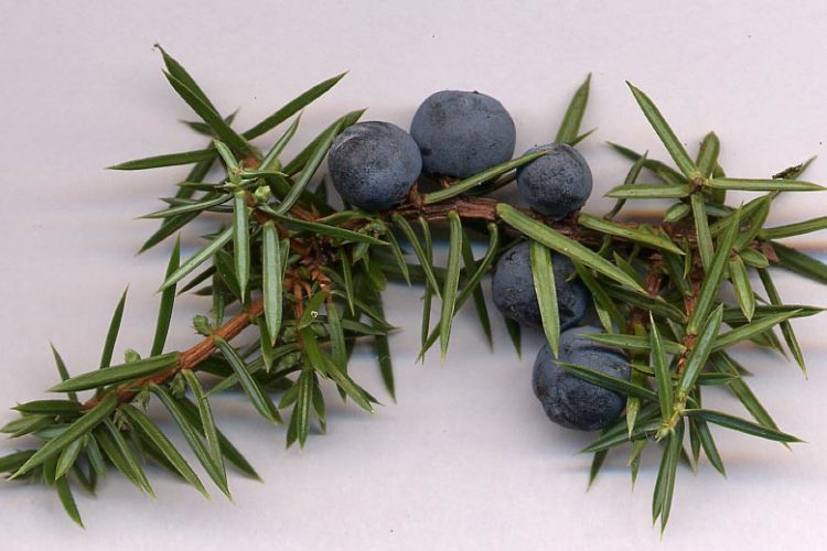 Juniperus Communis