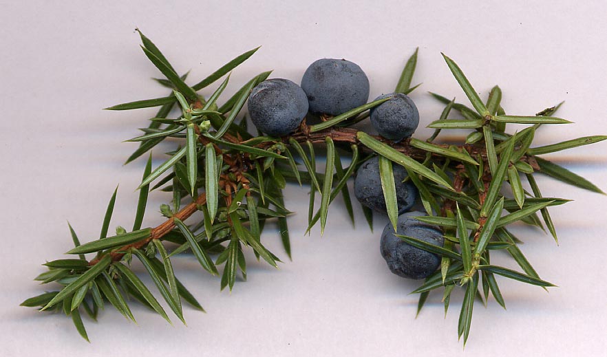 Juniperus Communis