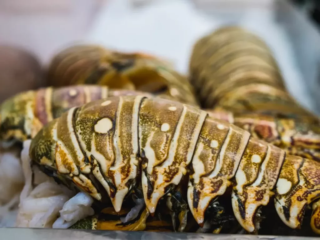 Langouste fraîche sur glace, base de la caldereta et star des fruits de mer à Minorque