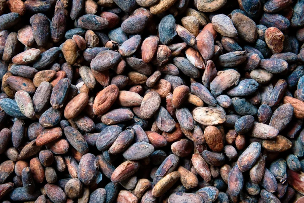 Fèves de cacao séchées en gros plan, matière première du chocolat bean to bar