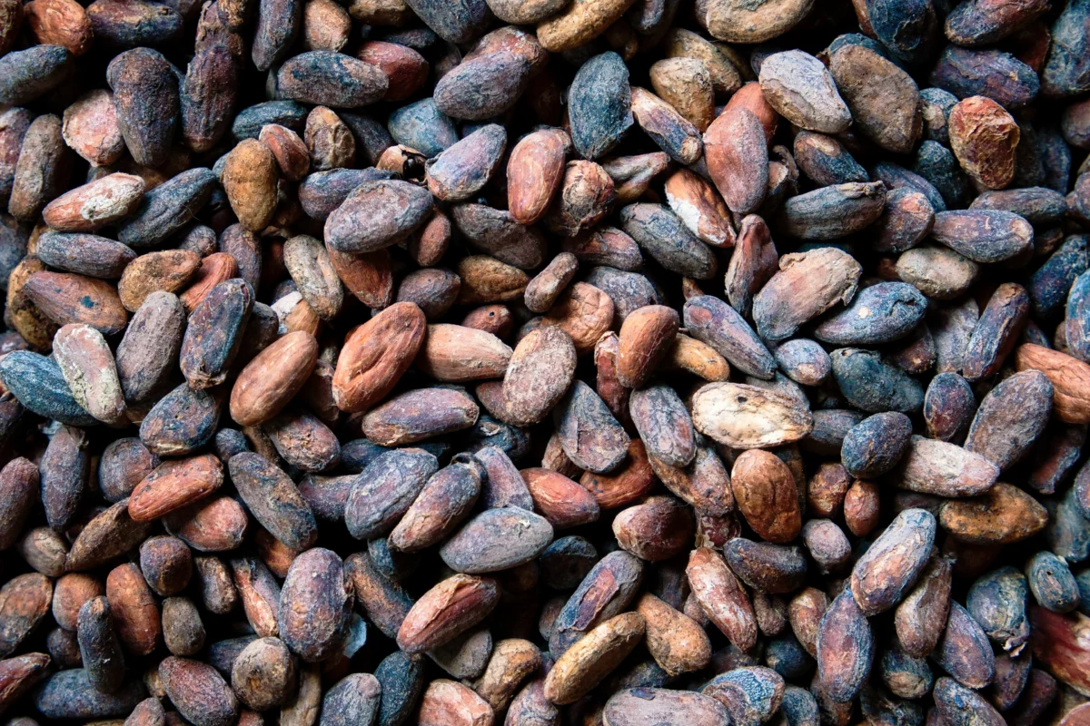 Fèves de cacao séchées en gros plan, matière première du chocolat bean to bar