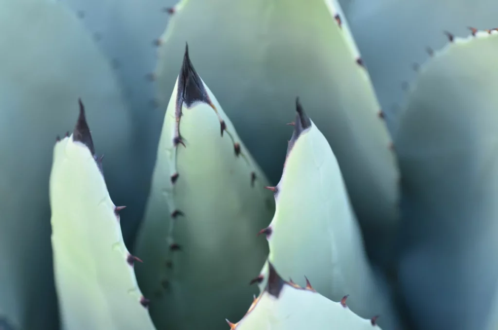Plante agave utilisee pour le mezcal