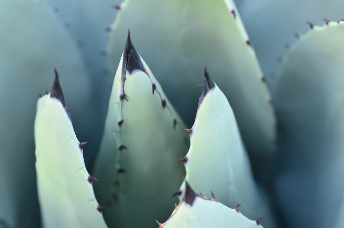 Plante agave utilisee pour le mezcal