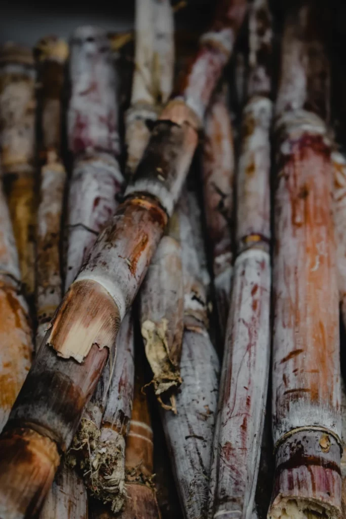 Champ de canne à sucre, matière première du tafia de Saint-Domingue
