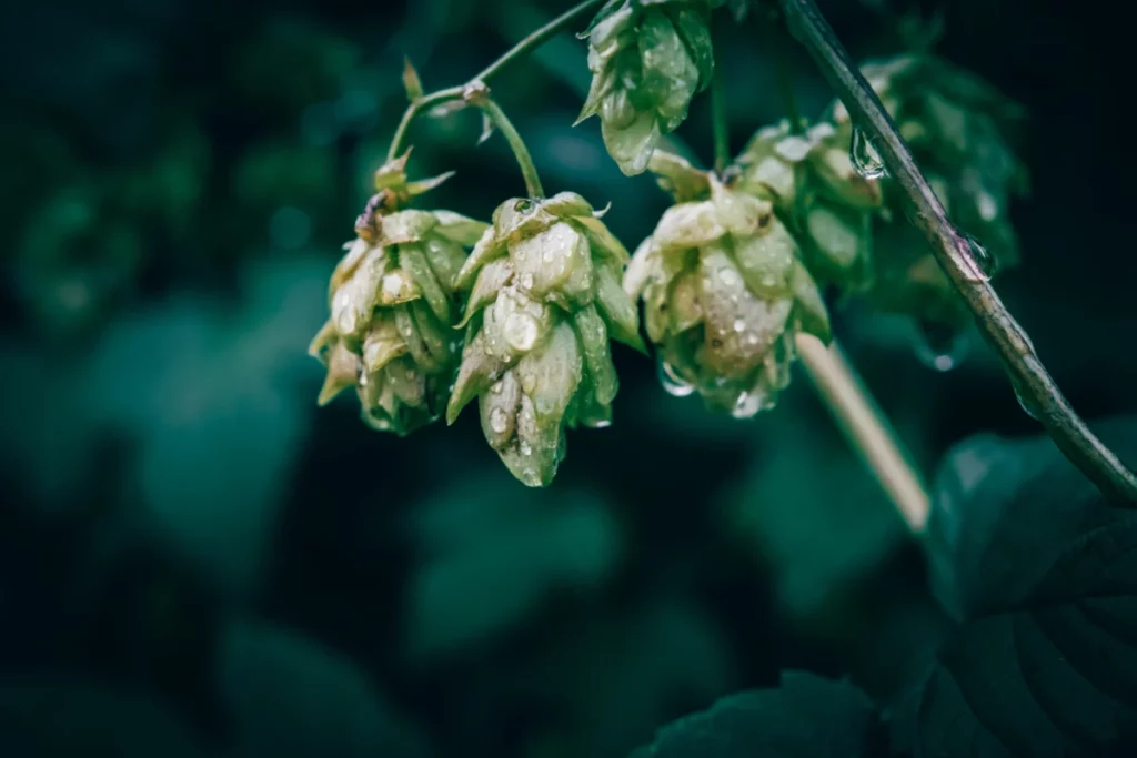 Cônes de houblon frais en gros plan, matière première d'une bière houblonnée