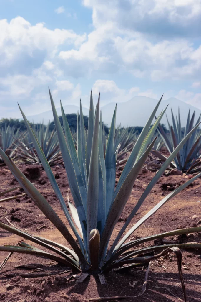 Champ d'agaves au Mexique, matière première de la fermentation sèche du mezcal
