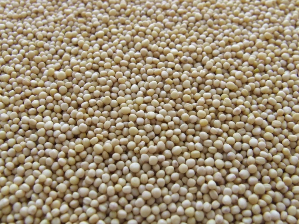 Haricots blancs crus avant cuisson