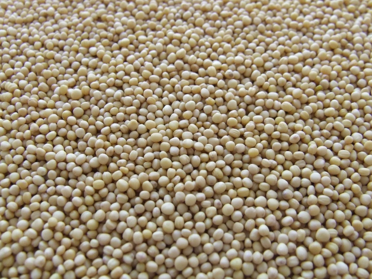Haricots blancs crus avant cuisson