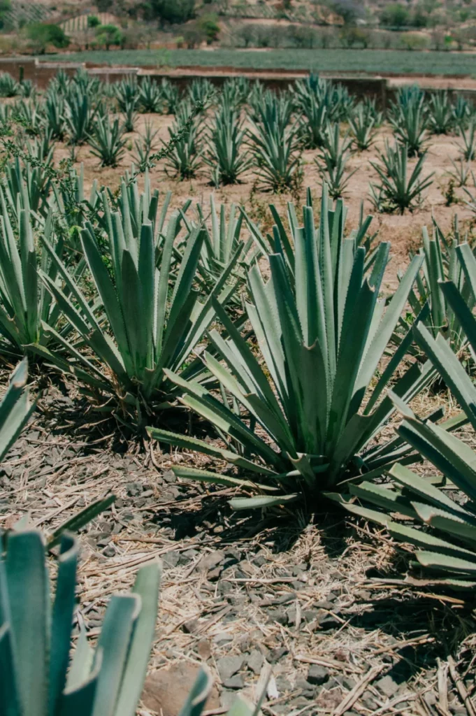 Plants d'agave en rang dans un champ, à l'origine du mezcal issu d'un vivero