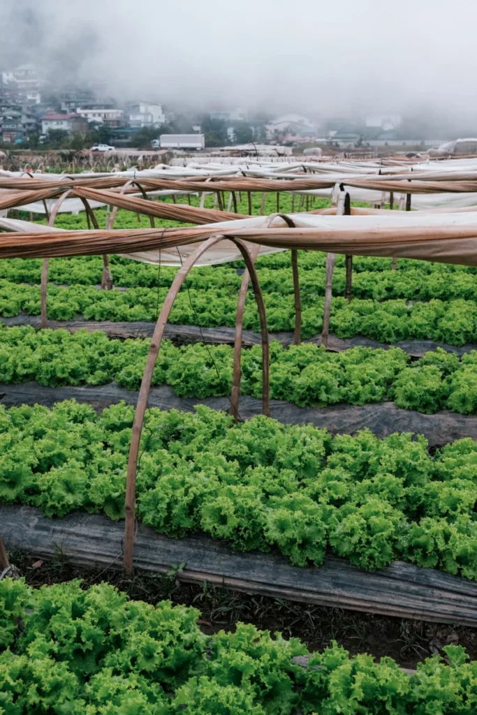 Champ de légumes récoltés à la main, illustration de la durabilité de l'agriculture belge