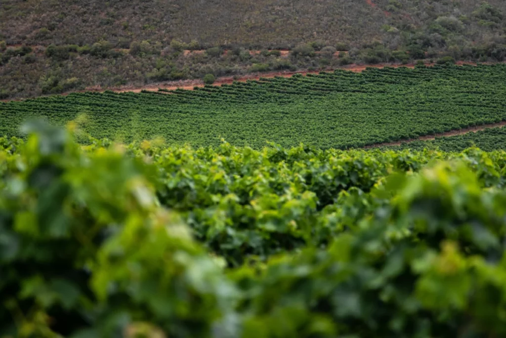 Vignoble en Belgique