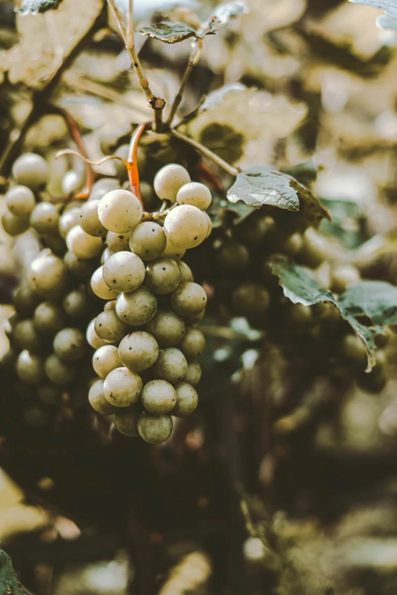 Grappe de raisin mûr sur la vigne, habitat naturel de Schizosaccharomyces pombe