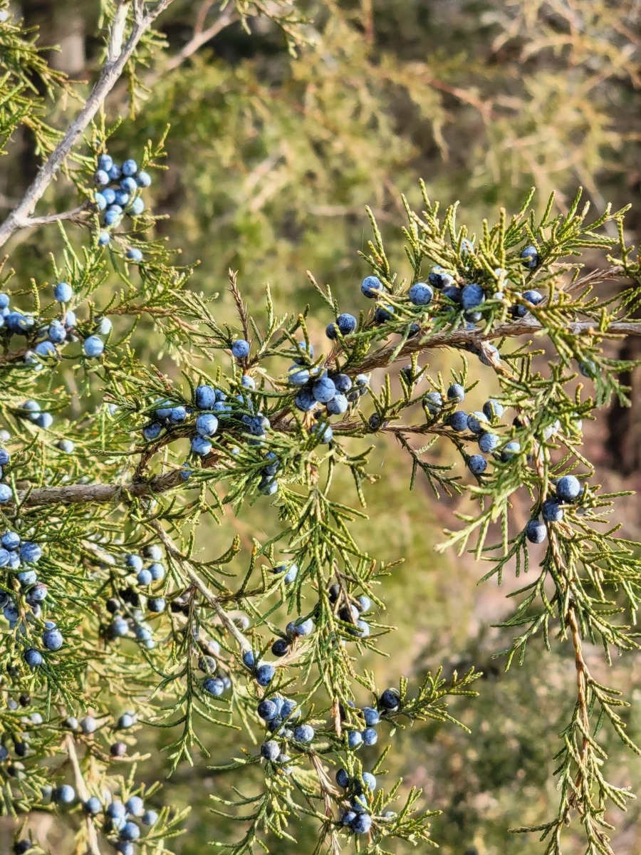 Baies de genièvre sur une branche, principale botanique du gin
