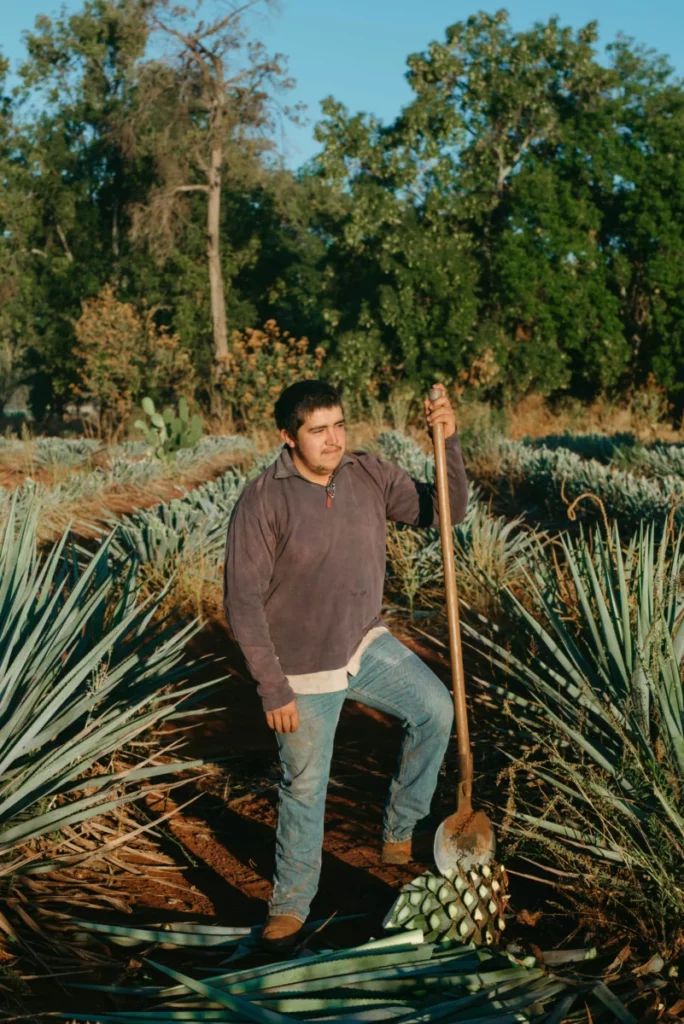 Jimador au repos dans un champ d'agaves bleus, matière première pour faire sa tequila maison