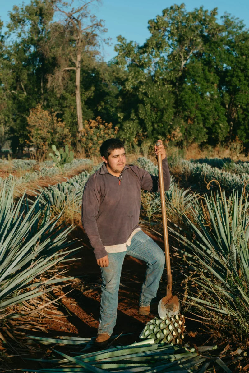 Jimador au repos dans un champ d'agaves bleus, matière première pour faire sa tequila maison