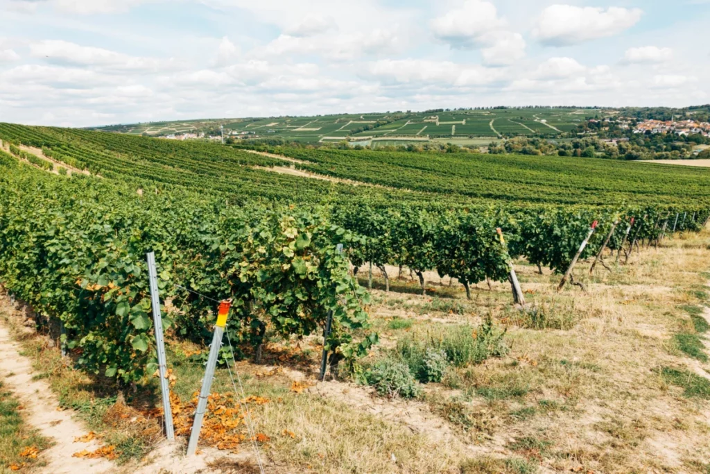 Rangées de vignes sur un coteau ensoleillé, symbole du vignoble que le domaine Lafage vient de reprendre à Banyuls et Collioure