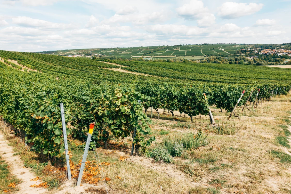 Rangées de vignes sur un coteau ensoleillé, symbole du vignoble que le domaine Lafage vient de reprendre à Banyuls et Collioure