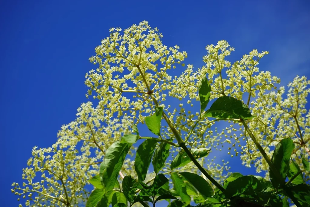 Fleurs de sureau blanches utilisées pour les liqueurs à base de fleur de sureau