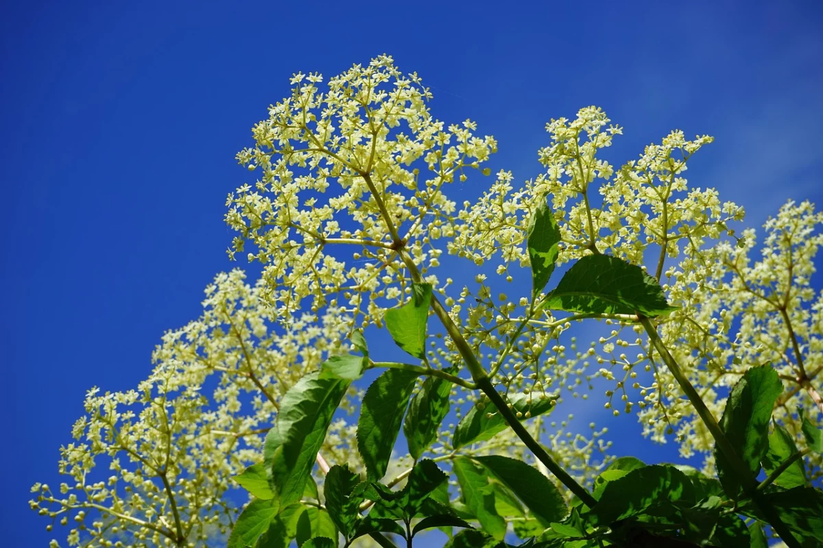 Fleurs de sureau blanches utilisées pour les liqueurs à base de fleur de sureau