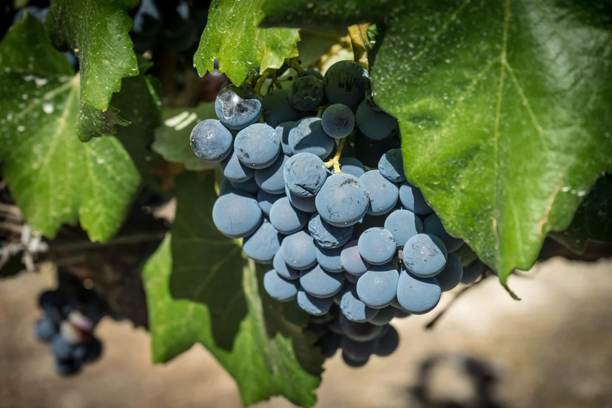 Vendanges précoces 2026 : un record face à la canicule