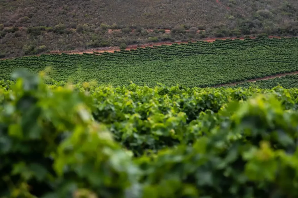 Vigne et rangées de vignoble illustrant la réforme du paquet vin 2026
