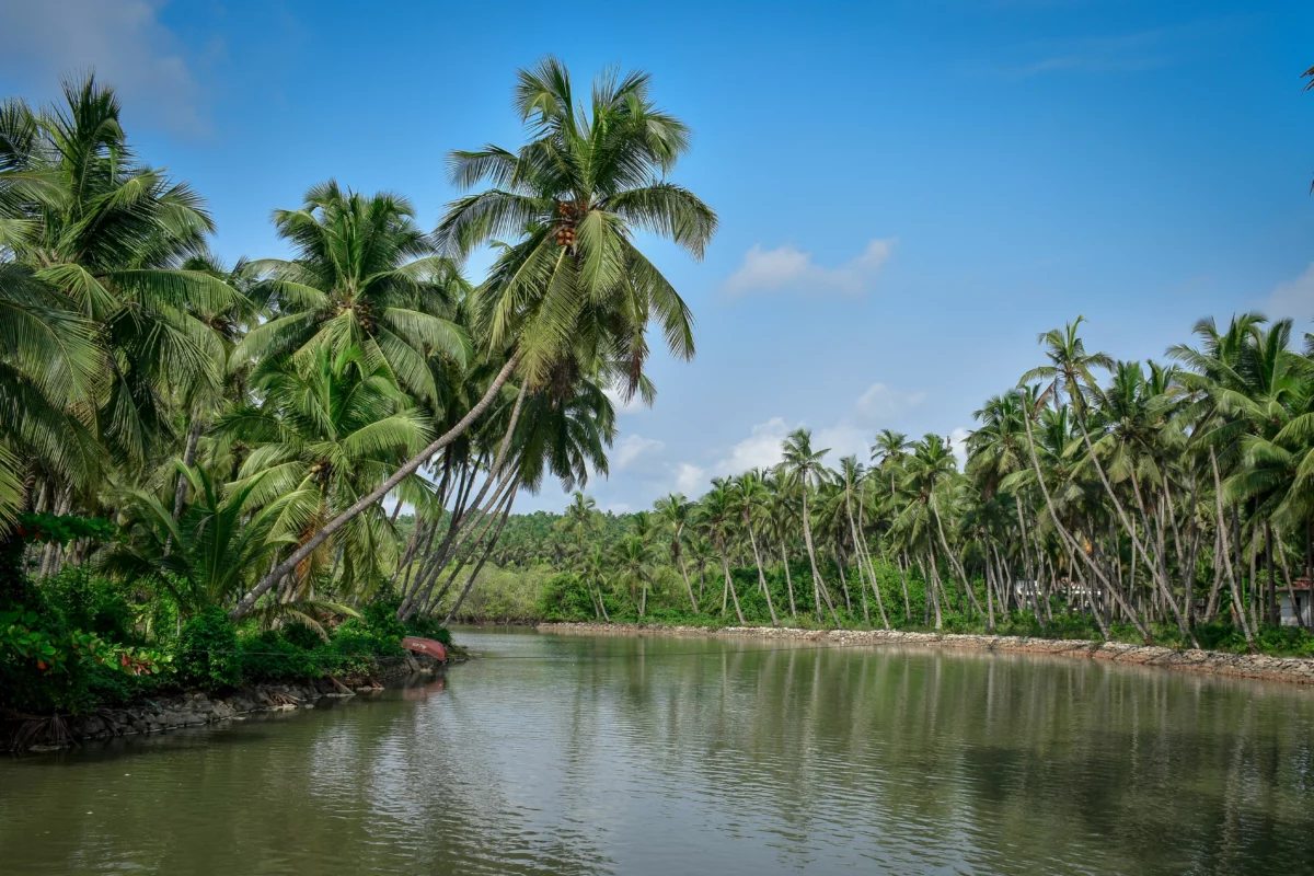 Rivière bordée de cocotiers sous un ciel bleu, évoquant les origines tropicales de l'eau de coco premium que Vita Coco vient de racheter avec Copra