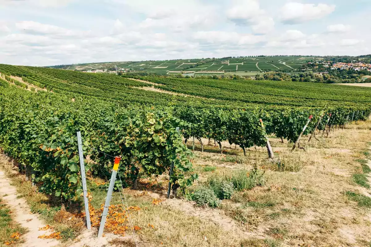 Goût de fumée dans le vin : les vignerons varois retiennent leur souffle