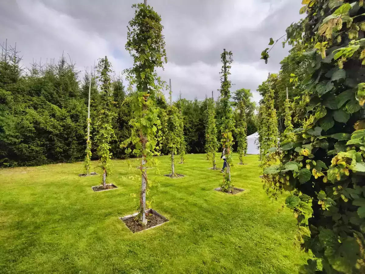 Houblon à La Réunion : la Brasserie Dalons réussit sa première récolte