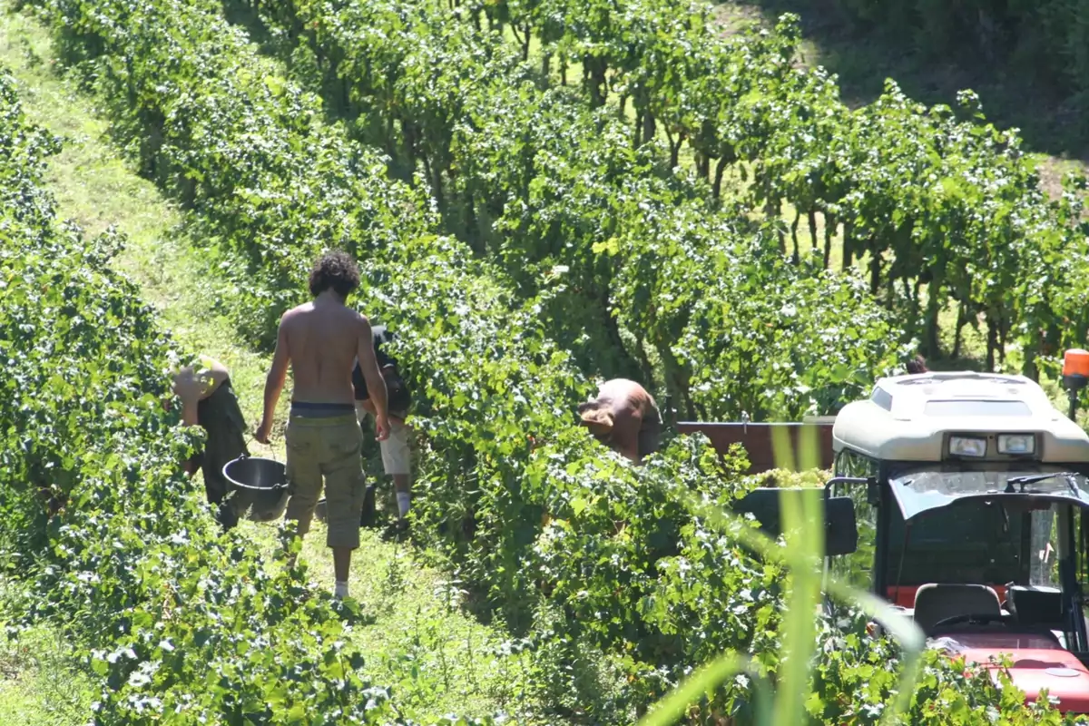 Prévisions vendanges 2026 : le ministère de l’Agriculture jette l’éponge