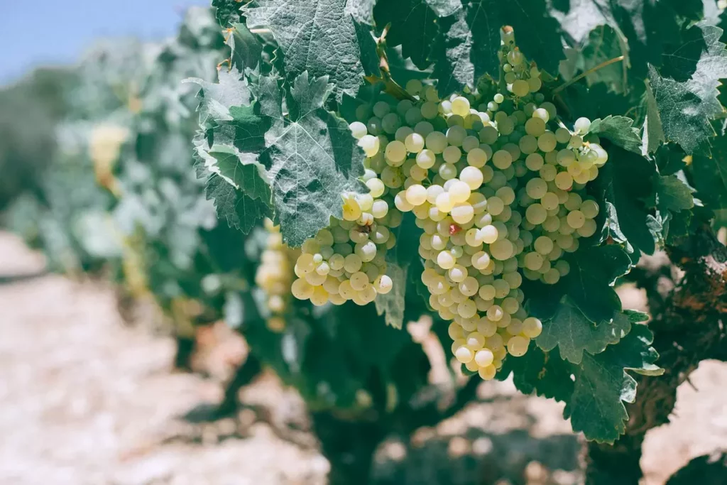 Grappes de raisin vertes sur une vigne ensoleillée, culture surveillée face au scarabée japonais