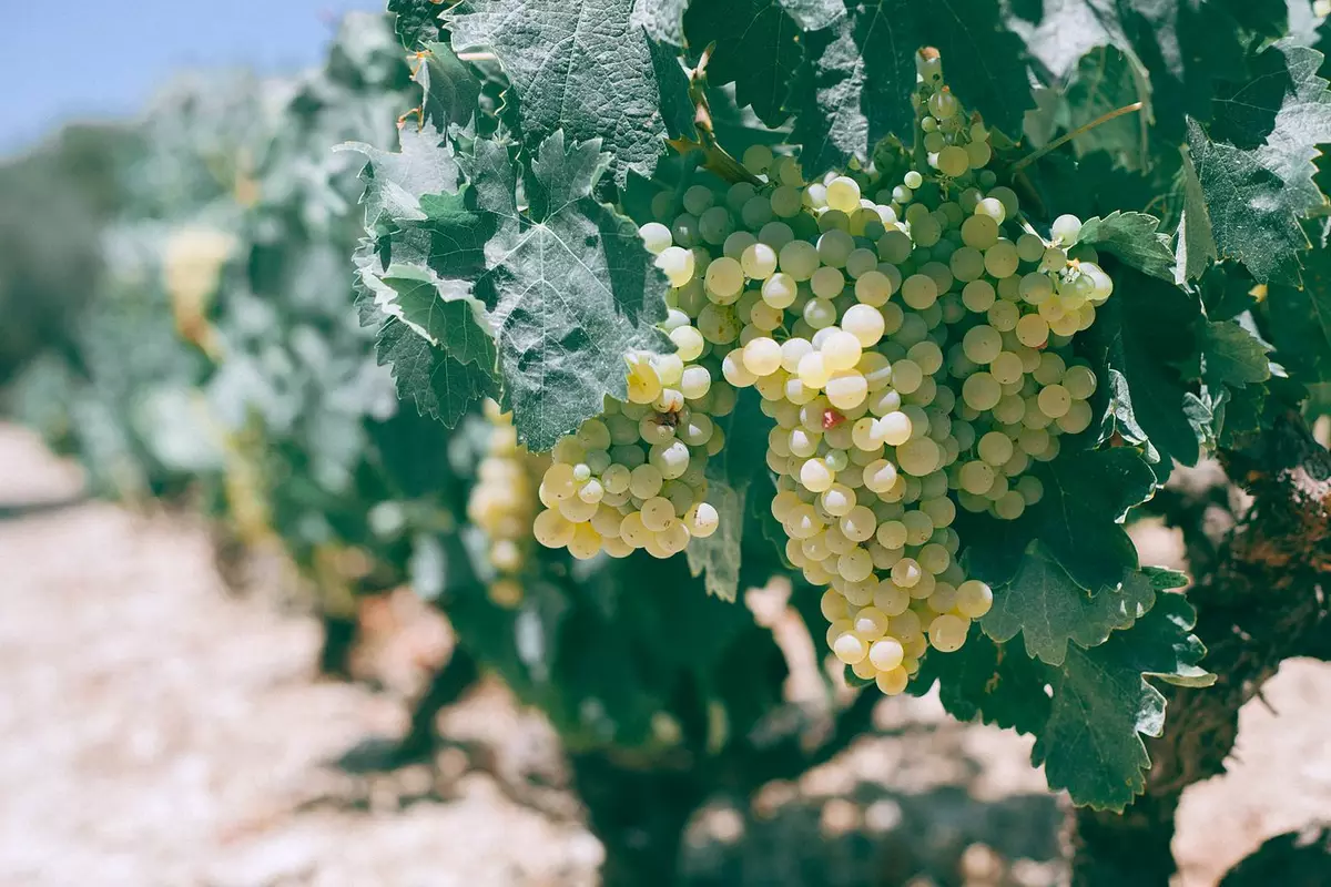 Scarabée japonais : la vigne française passe en alerte