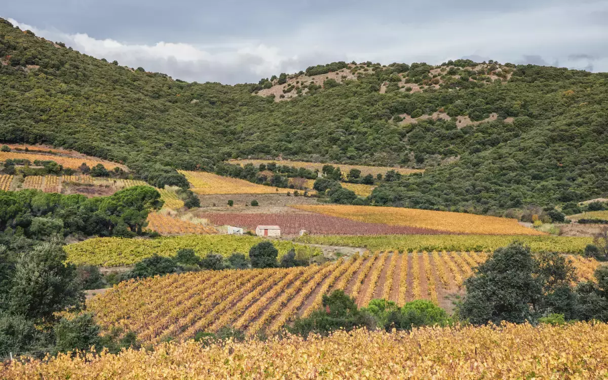 Tornade dans l&rsquo;Aude : les vignes couchées en pleines vendanges