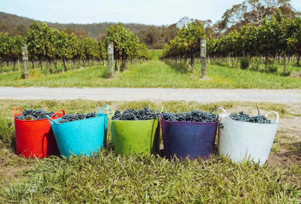Seaux de raisins fraîchement coupés dans une vigne ensoleillée, image des vendanges 2026 en Bourgogne