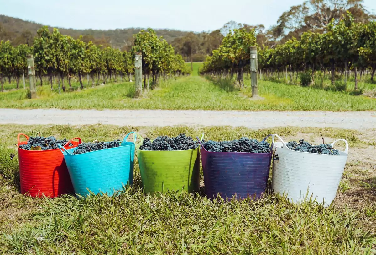 Vendanges 2026 en Bourgogne : les sécateurs sortent dès le 10 août