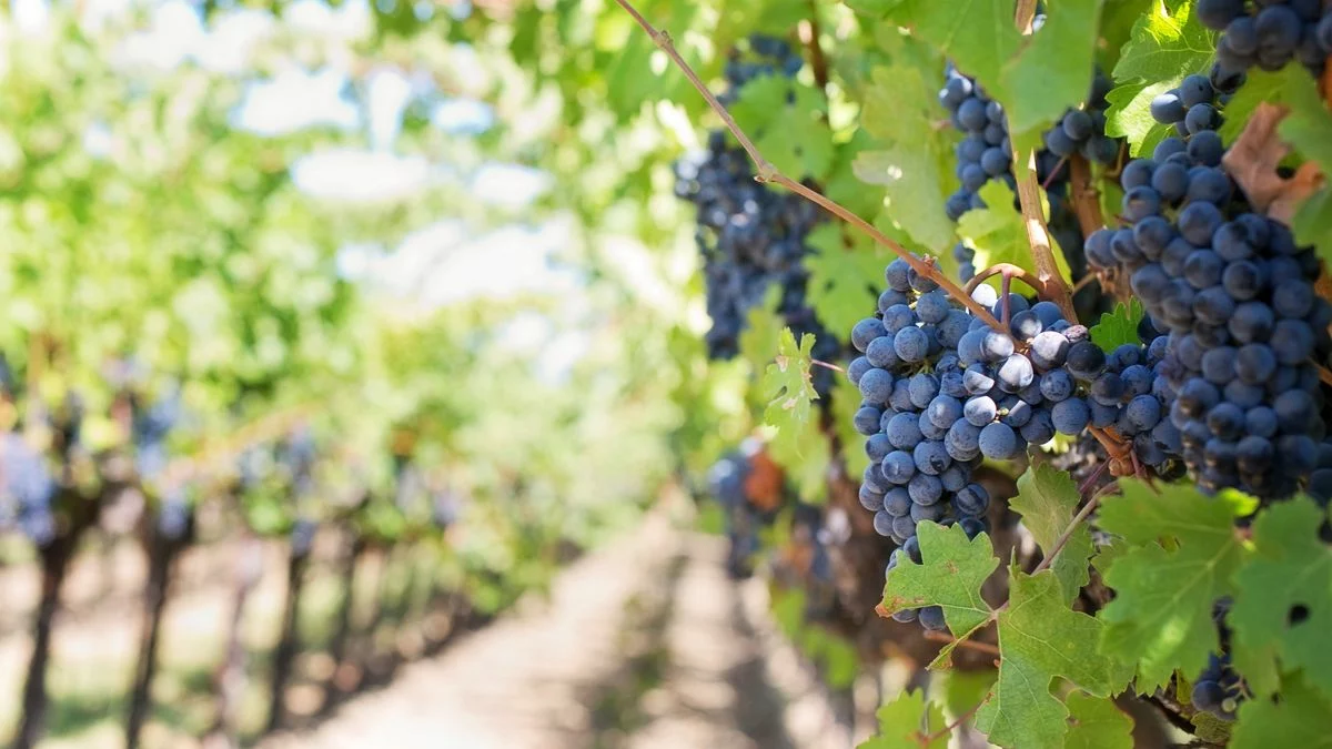 Vendanges Champagne 2026 : le ban avancé, du jamais-vu