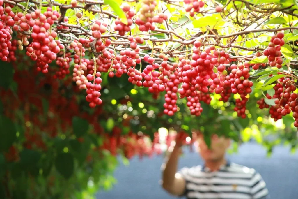 Vendangeur récoltant des grappes de raisin mûres, illustration du dossier IGP Vin de Normandie