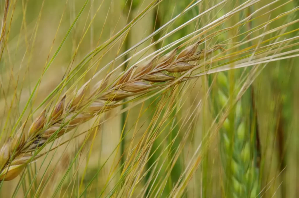 Épis d'orge dorés dans un champ, matière première de la bière en agriculture régénérative