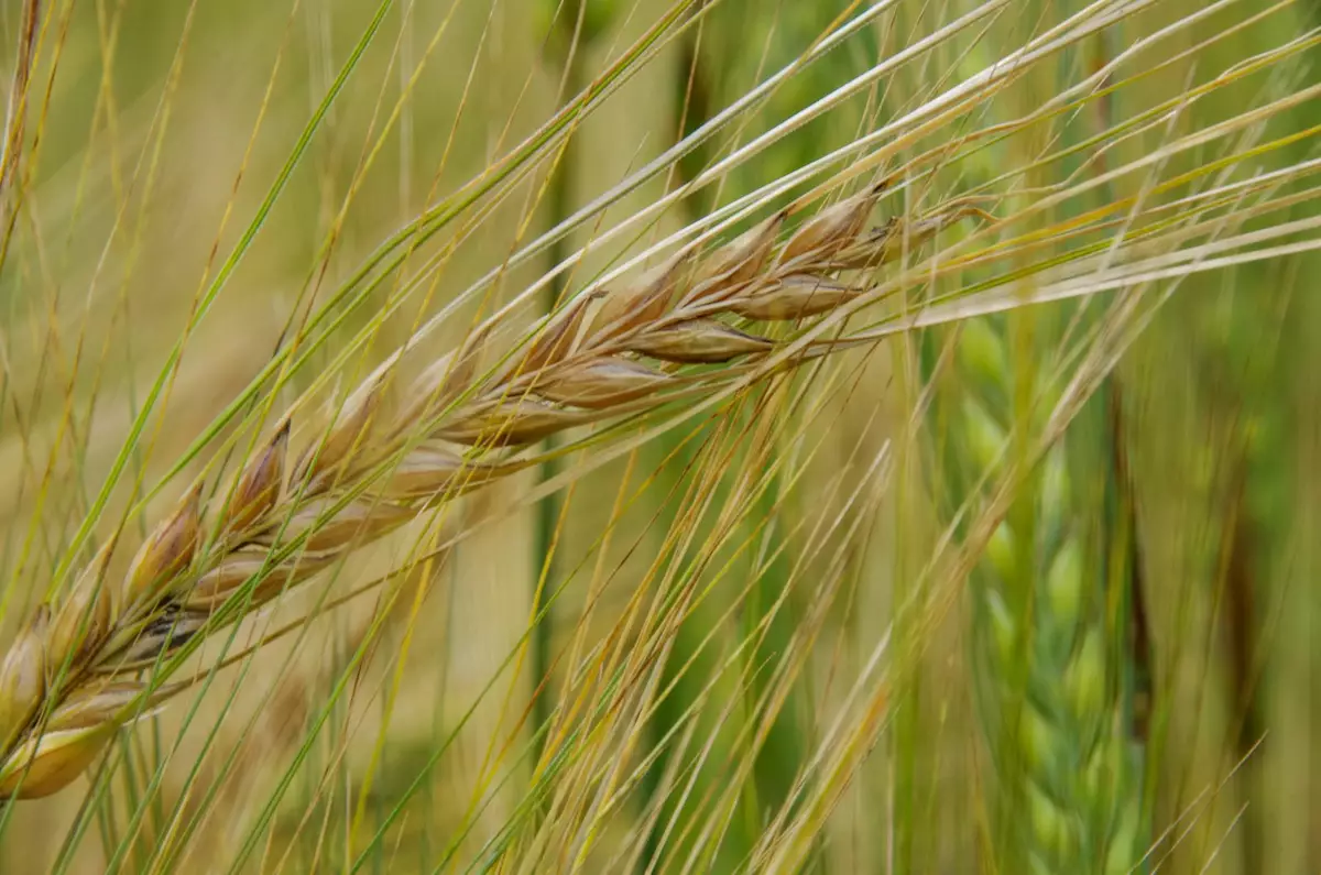 Bière et agriculture régénérative : Signature Brew passe à l’acte