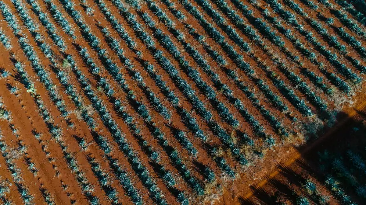 Tequila fût de mole : Jose Cuervo tente une première mondiale