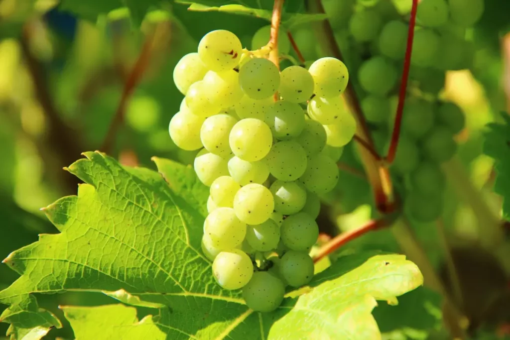 Grappes de raisin lors des vendanges 2026 en France, symbole d'une récolte historiquement basse