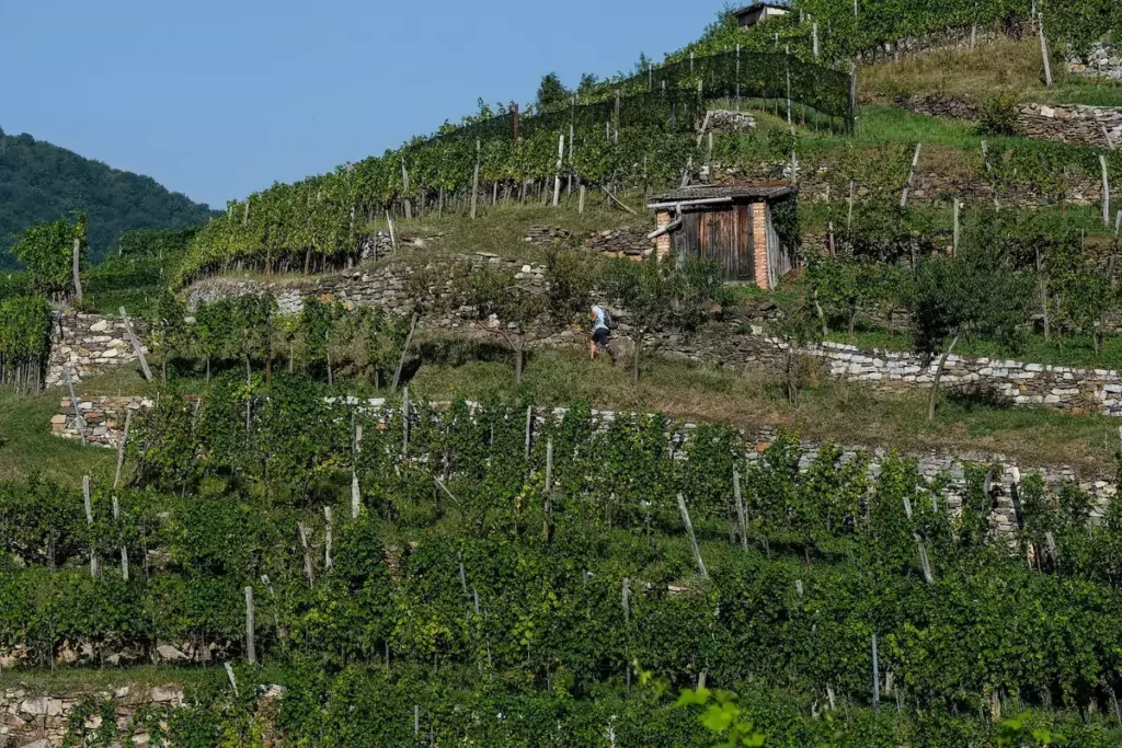 Vigne chargée de grappes dans un vignoble français au moment de la récolte de vin 2026