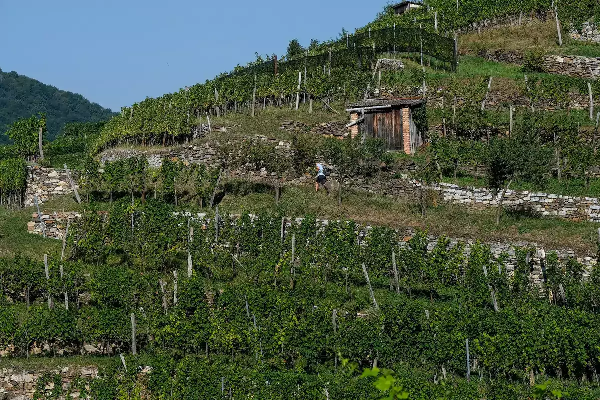 Récolte de vin 2026 : la plus faible depuis 1957