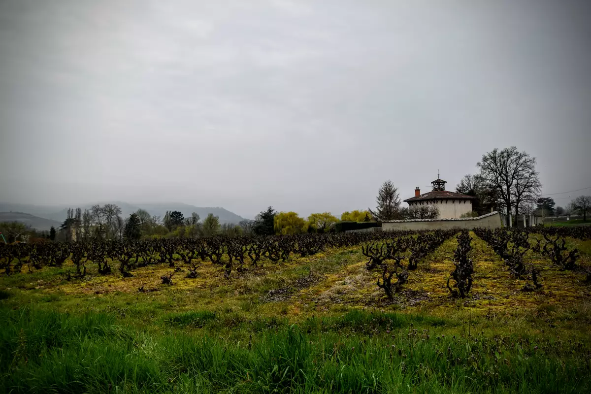 Vin de Normandie : le vignoble normand vise son IGP