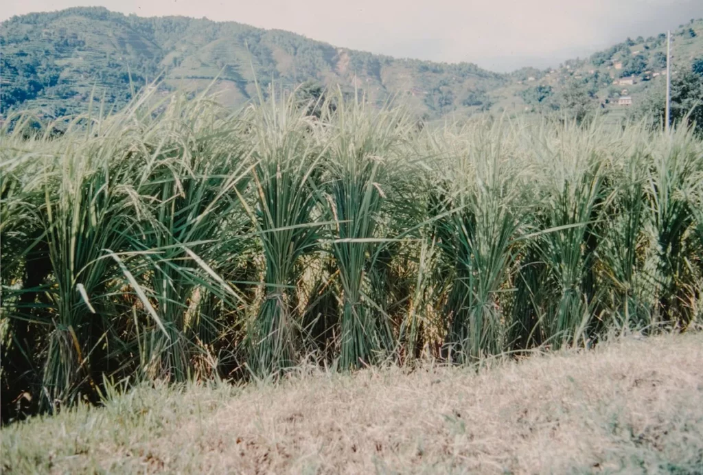 Champ de canne à sucre en Polynésie française, future matière première de la nouvelle distillerie de rhum à Tahiti