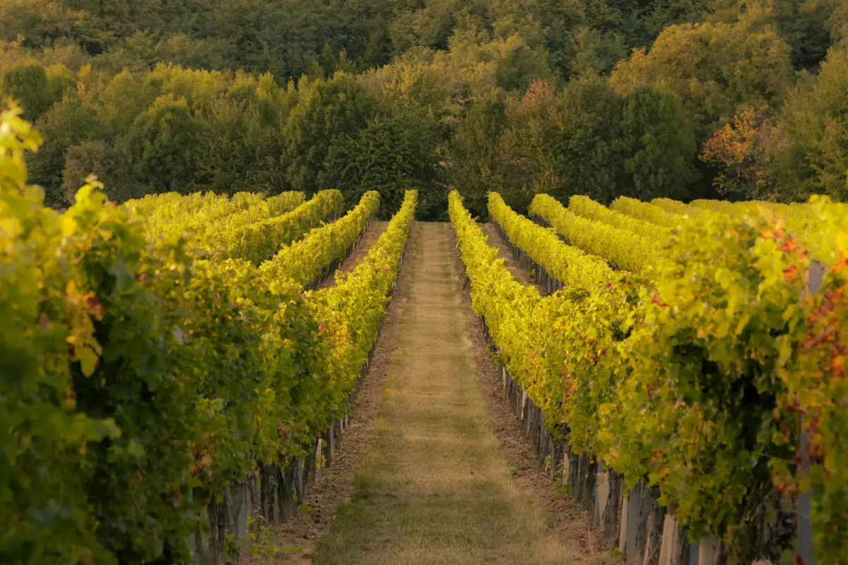 Rangées de vignes en automne — vendanges 2026 en France, volume historiquement bas