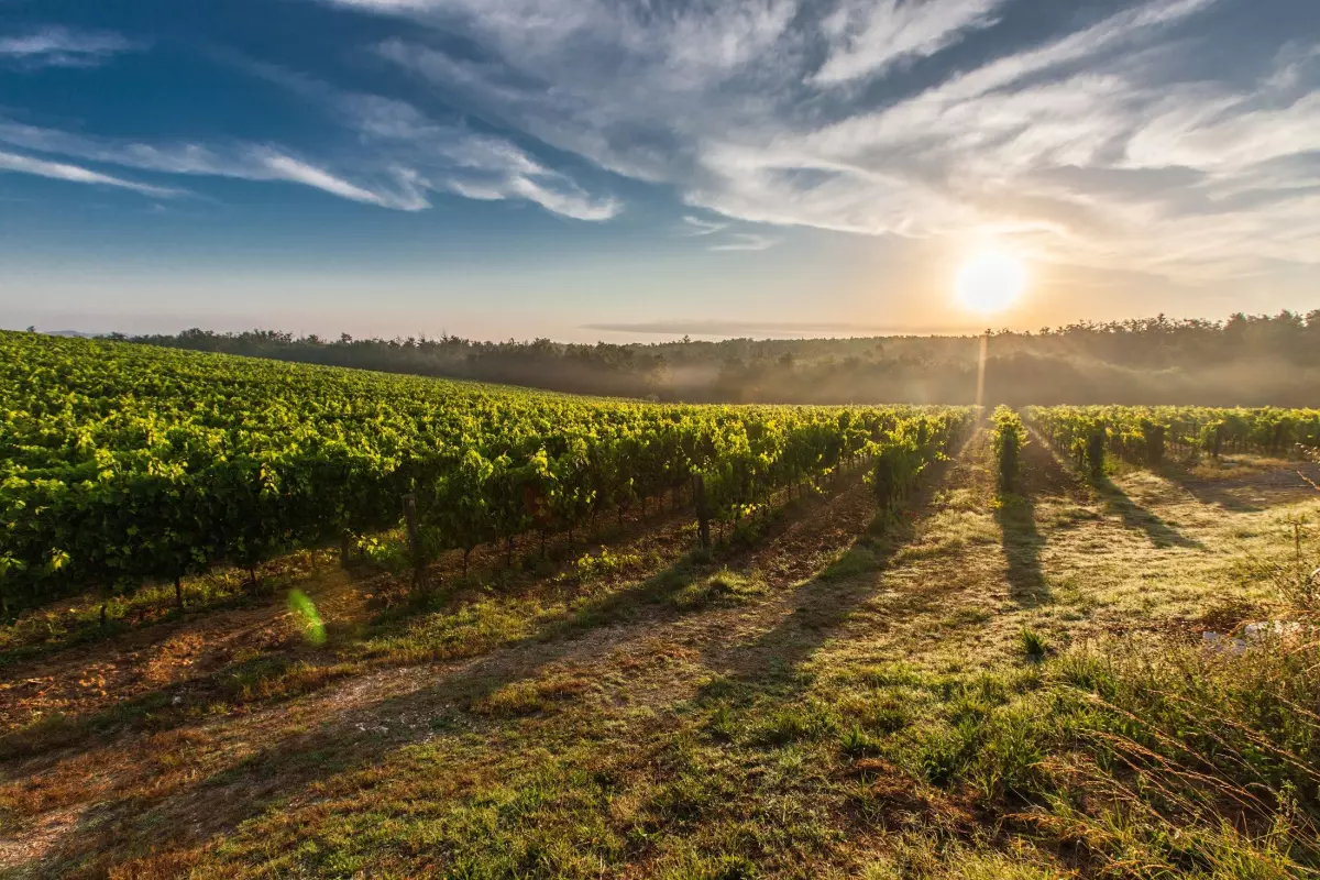 Vignerons indépendants : la crise du vin en chiffres et en solutions